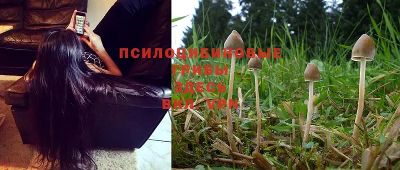 Галлюциногенные грибы Magic Shrooms  Красный Сулин 